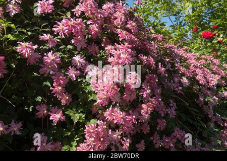 Teste di fiore doppie di una primavera fioritura Arrampicata deciduo Clematis arbusto (Clematis montana 'Broughton Star') in un Country Cottage Garden Foto Stock