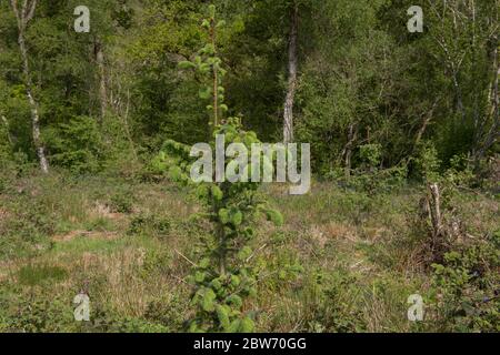 Crescita primaverile di un albero di abete di Douglas giovane (Pseudotsuga menziesii) che cresce su una piantagione in una foresta in Devon rurale, Inghilterra, Regno Unito Foto Stock