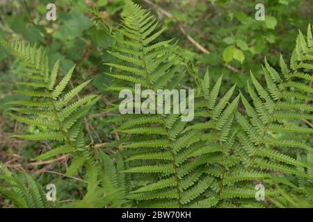 Sfondo o struttura dei fronti o foglie di una pianta di Malga Selvatica (Dryopteris filix-mas) che cresce in una foresta nel Devon Rurale, Inghilterra, Regno Unito Foto Stock