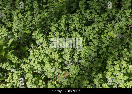 Fioritura primaverile della pianta di Ivy di formazione di grumi (Glechoma hederacea) che cresce sul pavimento di una foresta in Devon rurale, Inghilterra, Regno Unito Foto Stock