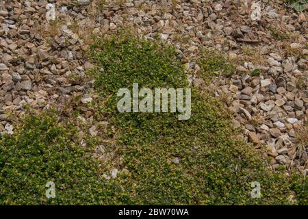 Fioritura di primavera Invasive Lesser Yellow Trefoil Weed (Trifolium dubium) che cresce su un percorso di ghiaia in un giardino rurale nel Devon Rurale, Inghilterra, Foto Stock