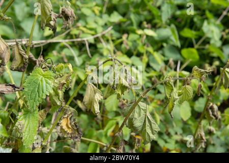 Nettles comuni (Urtica dioica) appassire e morire dopo essere stato spruzzato con erbicida o Weed Killer in un giardino in Devon Rurale, Inghilterra, Regno Unito Foto Stock