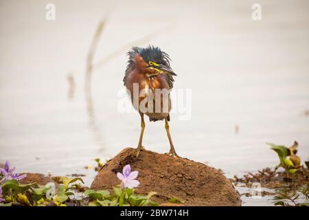 Erone Verde, Butorides virescens, Refugio de vida Silvestre Cienaga las Macanas, provincia di Herrera, Repubblica di Panama. Foto Stock