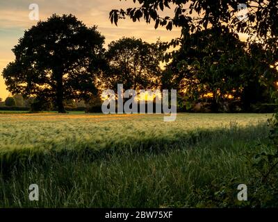 Bella luce serale che splende attraverso gli alberi su un campo di grano vicino a York, Inghilterra Foto Stock