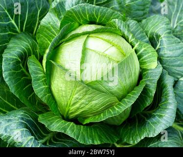 Cavolo. White Cabbage primo piano in un campo di fattoria. Primo piano di testa di cavolo che cresce in orto. Pianta di cavolo bianco. Foto Stock