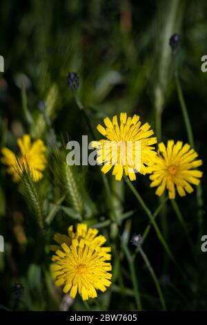 Autunno Hawkbit (Leontodon autumnalis) fioritura in East Grinstead Foto Stock