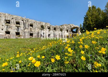 Forte Busa Verlee i prati fioriti di Vezzena. Passo Vezzena, Levico Terme, provincia di Trento, Trentino Alto Adige, Italia, Europa. Foto Stock