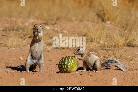 Scoiattoli di terra che giocano a Kgalagadi, Kalahari Foto Stock