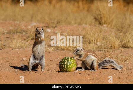 Scoiattoli di terra che giocano a Kgalagadi, Kalahari Foto Stock