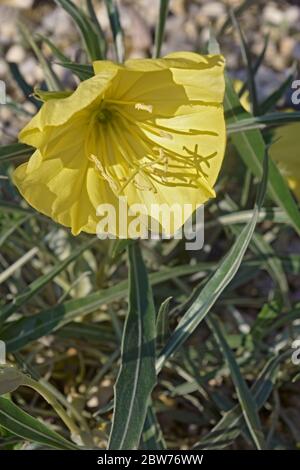 Primula di sera di Bigfruit (Oenotera macrocarpa). Chiamato Ozark Sundrop e Missouri sera primrosa anche Foto Stock