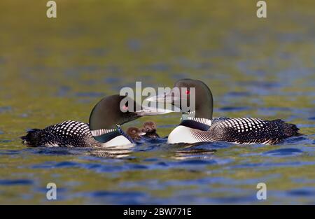 Comune Loon (Gavia immer) famiglia nuoto con due pulcini al loro fianco sul Lago Bianco, Ontario, Canada Foto Stock