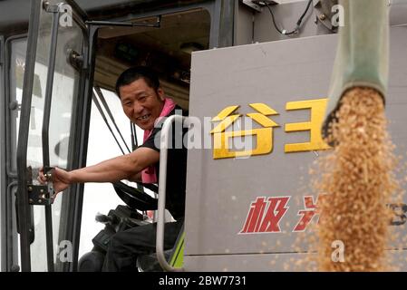 (200530) -- ZHOUKOU, 30 maggio 2020 (Xinhua) -- Qin Yinhong carichi grano raccolto su un camion in un campo di grano nel villaggio di Nanling, città di Zhoukou della provincia di Henan della Cina centrale, 29 maggio 2020. Qin Yinhong, 51 anni, un collezionista di grano della contea di Wuji, nella provincia di Hebei, in Cina settentrionale, sta svolgendo il lavoro da oltre 20 anni. Ogni anno, guida la sua macchina per la raccolta del grano nelle province di Henan e Hebei della Cina centrale. Quest'anno, la vendemmia inizia il 20 maggio. Durante i suoi giorni lavorativi, Qin si sale alle cinque del mattino e lavora fino alle otto o nove della sera, raccogliendo abo Foto Stock