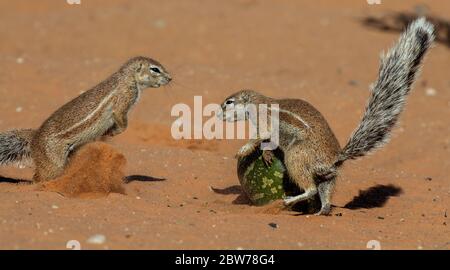 Scoiattoli di terra che giocano a Kgalagadi, Kalahari Foto Stock