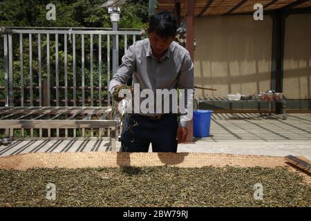 Menghai, la provincia cinese di Yunnan. 30 maggio 2020. Un coltivatore locale di tè asciuga le foglie di tè nel villaggio di Laobanzhang della contea di Menghai nella prefettura autonoma di Xishuangbanna dai, provincia di Yunnan della Cina sudoccidentale, 30 maggio 2020. La Contea di Menghai è una famosa zona di coltivazione del tè pu'er con una lunga storia di piantagione, produzione, utilizzo, consumo e commercio di tè. Nel villaggio di Laobanzhang, nella contea di Menghai, alcuni coltivatori locali di tè ereditano e conservano le tradizionali tecniche di tè fatto a mano. Il tè fatto a mano prodotto da agricoltori locali è popolare nel mercato. Credit: WU Han/Xinhua/Alamy Live News Foto Stock