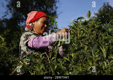 Menghai, la provincia cinese di Yunnan. 30 maggio 2020. Un coltivatore locale di tè sceglie le foglie di tè nel villaggio di Laobanzhang della contea di Menghai nella prefettura autonoma di Xishuangbanna dai, provincia di Yunnan della Cina sudoccidentale, 30 maggio 2020. La Contea di Menghai è una famosa zona di coltivazione del tè pu'er con una lunga storia di piantagione, produzione, utilizzo, consumo e commercio di tè. Nel villaggio di Laobanzhang, nella contea di Menghai, alcuni coltivatori locali di tè ereditano e conservano le tradizionali tecniche di tè fatto a mano. Il tè fatto a mano prodotto da agricoltori locali è popolare nel mercato. Credit: WU Han/Xinhua/Alamy Live News Foto Stock