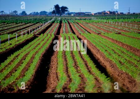 Fertile terreno agricolo coltivando verdure fresche in terreno arato Foto Stock