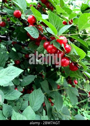 Bacche rosse di una ciliegia sui rami. Primo piano della foto. Bacche di ciliegio cinesi nel giardino nel cortile di una casa privata. Foto Stock
