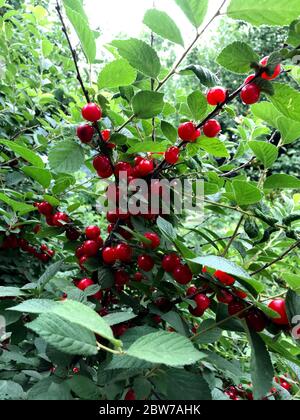 Bacche rosse di una ciliegia sui rami. Primo piano della foto. Bacche di ciliegio cinesi nel giardino nel cortile di una casa privata. Foto Stock