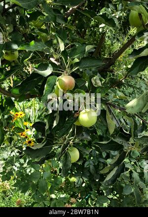 Mela verde su un ramo di albero. Cresce nel cortile. Sullo sfondo è presente un passaggio pedonale che conduce alla casa. Foto Stock