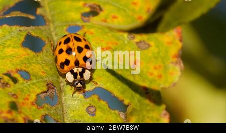 Primo piano di un ladybug sulla foglia Foto Stock