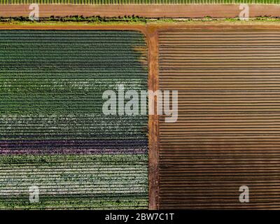 Fotografia aerea di Werribee Sud fertile fattoria campi con colture colorate vicino al fiume Werribee Foto Stock