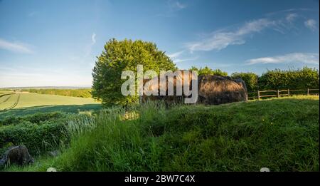 Barrum Neolitico lungo Barrow vicino a Trottisfliffe, Kent, Regno Unito Foto Stock