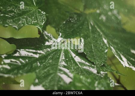 Primo piano di gocce di pioggia sulle foglie di acero. Foglie di acero con gocce d'acqua. Pioggia su foglie di acero bagnate Foto Stock