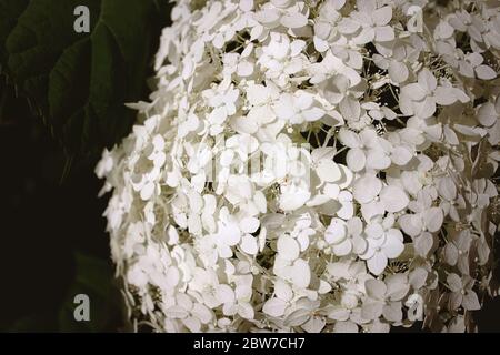 Hydrangea macrophylla è un bel cespuglio di fiori bianchi di hydrangea macrophylla che fioriscono nel giardino d'estate. Primo piano, messa a fuoco morbida, maggiore rumore Foto Stock