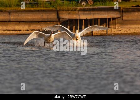 Mute cigni essere aggressivi e combattere su Harthill stagni. Foto Stock