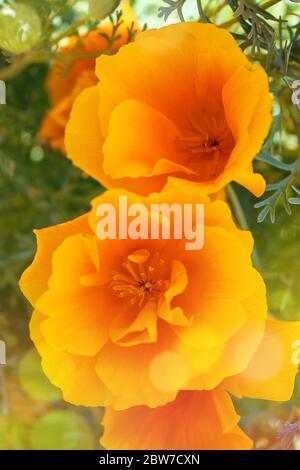 La pianta di Escholzia californica è una specie di pianta fiorita della famiglia delle Papaveraceae. Giallo dorato arancio California papaveri Escholzia californica Foto Stock