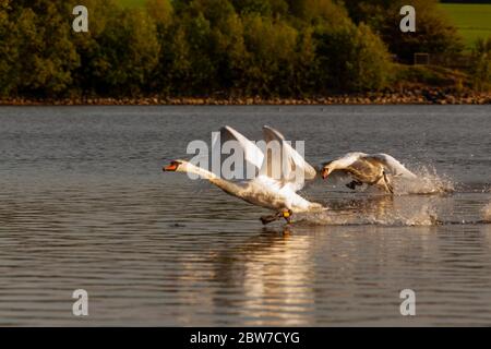 Mute cigni essere aggressivi e combattere su Harthill stagni. Foto Stock