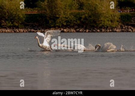 Mute cigni essere aggressivi e combattere su Harthill stagni. Foto Stock