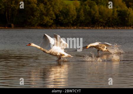 Mute cigni essere aggressivi e combattere su Harthill stagni. Foto Stock