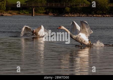 Mute cigni essere aggressivi e combattere su Harthill stagni. Foto Stock