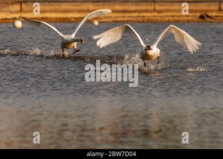 Mute cigni essere aggressivi e combattere su Harthill stagni. Foto Stock