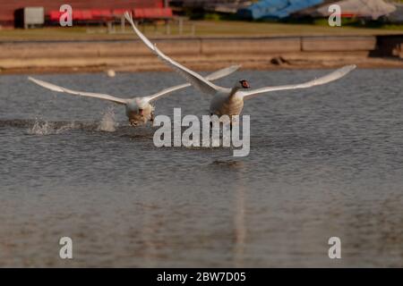 Mute cigni essere aggressivi e combattere su Harthill stagni. Foto Stock