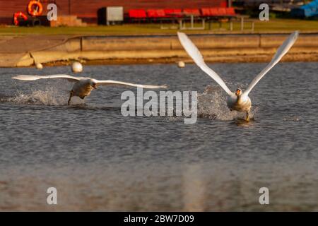 Mute cigni essere aggressivi e combattere su Harthill stagni. Foto Stock