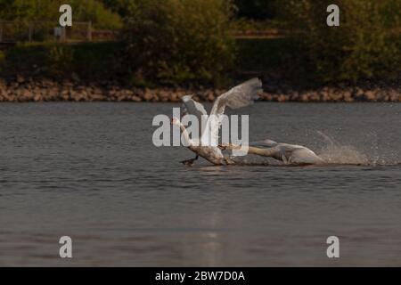 Mute cigni essere aggressivi e combattere su Harthill stagni. Foto Stock