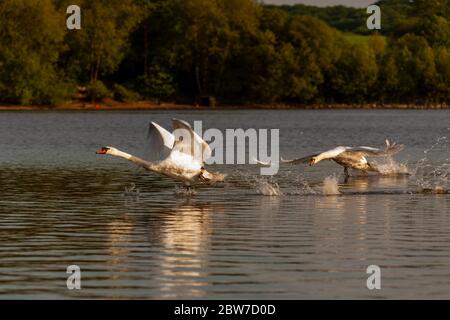 Mute cigni essere aggressivi e combattere su Harthill stagni. Foto Stock