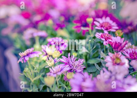 Giardino fiori campo in fiore colorato con sfondo natura sfocata. Foto Stock