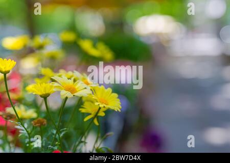 Giardino fiori campo in fiore colorato con sfondo natura sfocata. Foto Stock