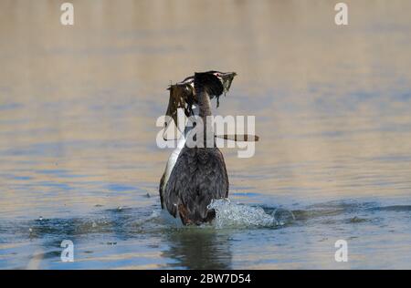 Great Crested Grebes Wezzed Dancing, Rutland Water, Rutland, UK Foto Stock