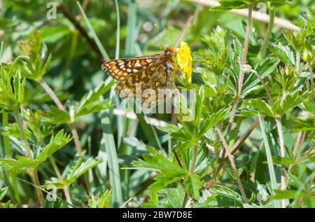 Marsh Fritillary sulla coppa del burro, Lincolnshire Foto Stock