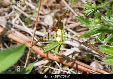 Marsh Fritillary sulla coppa del burro, Lincolnshire Foto Stock