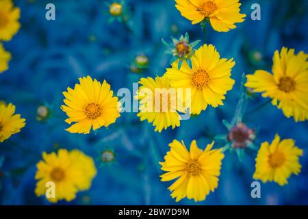 Fiori artistici di colore giallo brillante, sfondo estivo naturale, immagine sfocata. Closeup floreale natura con prato verde fresco Foto Stock