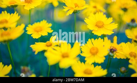 Fiori artistici di colore giallo brillante, sfondo estivo naturale, immagine sfocata. Closeup floreale natura con prato verde fresco Foto Stock