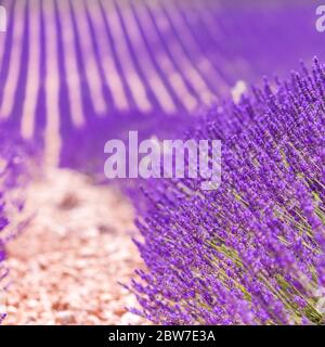 Bell'albero in campo di lavanda, Provenza, Francia. Albero solitario in campo di lavanda, Provenza, Francia. Fiori di lavanda campo fiorente e un albero solitario Foto Stock