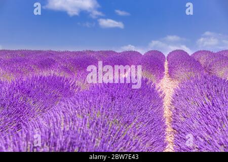 Bell'albero in campo di lavanda, Provenza, Francia. Albero solitario in campo di lavanda, Provenza, Francia. Fiori di lavanda campo fiorente e un albero solitario Foto Stock