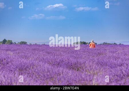 Paesaggio estivo in campo di lavanda sotto la pioggia in cappello di paglia e abito arancione lungo in giornata nuvolosa ventosa. Idilliaco terreno estivo Foto Stock