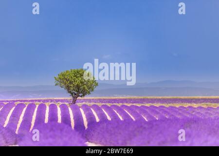 Bell'albero in campo di lavanda, Provenza, Francia. Albero solitario in campo di lavanda, Provenza, Francia. Fiori di lavanda campo fiorente e un albero solitario Foto Stock